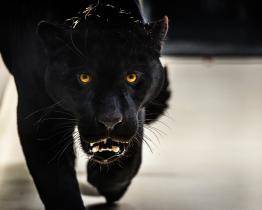 Obrovská radost ve zlínské zoo! Z Francie dorazil nový samec jaguára jménem Akabo