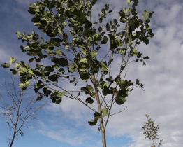 Alej života museli vysázet znovu