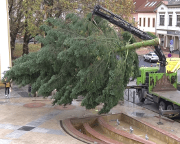 Vánoční strom letos do Hodonína doputoval z Rohatce