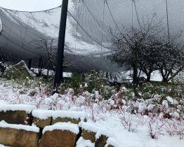 Předvánoční sněhová nadílka poškodila voliéry ve zlínské zoo. Škody půjdou do milionů korun