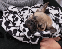 Na Tržišti Pod Kaštany se konal psí a knižní market s Bárou Nesvadbovou