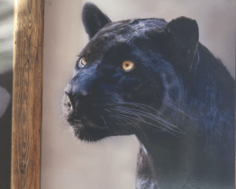 Jaguáří puberťák si po měsíci zvykl na nové prostředí i parťačku