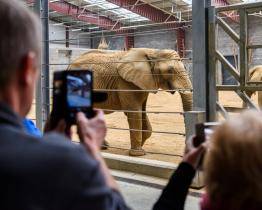 Zlínská zoo umožní veřejnosti nahlédnout do chovného zařízení pro slony. Kapacita prohlídek je ale omezená