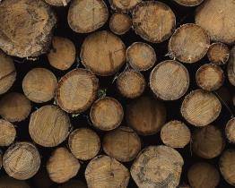 Ve zlínských lesích se kácí, těžba potrvá až do března