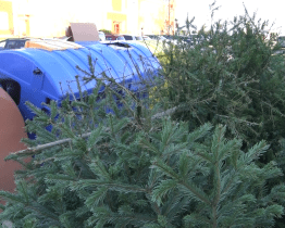 Svoz vánočních stromků v Hodoníně potrvá přibližně do poloviny února