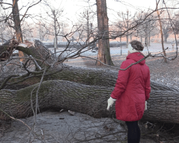 Padlý strom v zámeckém parku ve Veselí poslouží krasci dubovému