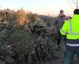 Vánoční stromky končí na nové skládce bioodpadu