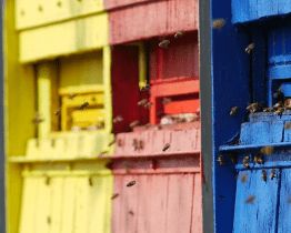 Zlínský kraj vloni podpořil stovku včelařů, žádat o dotace mohou i letos