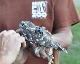 Zlínská zoo se snaží o návrat sýčků do volné přírody. Ptáky označené vysílačkou vypouští u Napajedel