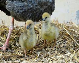 Zlínská zoo rozlouskla chovatelský oříšek! Znovu se jí podařilo odchovat čáje chocholaté