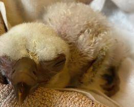 Zlínská zoo se chlubí novým supím přírůstkem. Místní odchovanec roste jako z vody