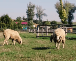 Mikroregion Buchlov vyhlásil videosoutěž Folklor a tradice okolo Buchlova