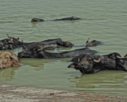 Uherskohradišťská knihovna pozvala veřejnost na cestu po Indii