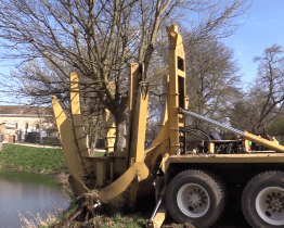 Ve Veselí přesadili unikátním způsobem čtyři dospělé stromy