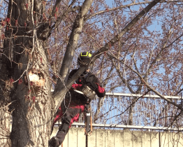 Do řezání stromů se v Kyjově pustili i stromolezci