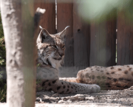 Zahájení sezony v hodonínské zoo nabídlo kvíz i výrobu enrichmentu 