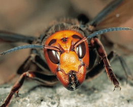 Sršeň asijská představuje riziko pro včelaře i turisty