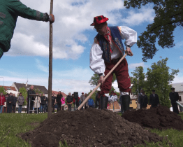 Lípami obrostlé náměstí Míru se rozroste o další krásný strom