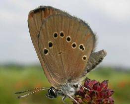 Na vytipovaných místech u řeky Dřevnice se v létě nebude sekat tráva. Důvodem je ochrana motýla