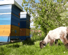 Včelaři vítali jaro na včelařské základně v Ostrožské Lhotě