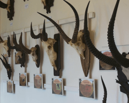 Nová stálá expozice ukáže jelenovité a turovité trofeje z celého světa