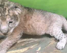 Hodonínská zoo bohužel přišla o mládě lva berberského. Samice měsíc po porodu ztratila mléko