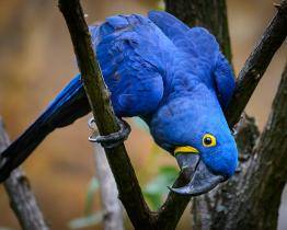 Hledá se papoušek! Ze zlínské zoo uletěl během neděle
