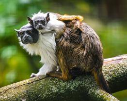 Ve zlínské zoo se narodilo mládě kriticky ohroženého tamarína pestrého. Jde o velký chovatelský úspěch