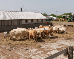 Děti se dozvěděly, odkud pochází vajíčka k svačině
