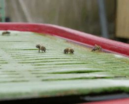 Kraj chce školákům přiblížit význam včel pro životní prostředí