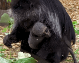 Baby boom zažívají v hodonínské zoo opice i ptactvo