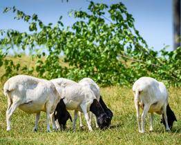 Sloni afričtí mají v Karibuni nové parťáky