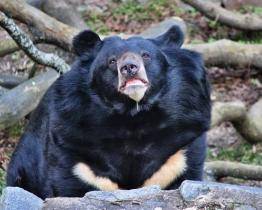 Medvěd Jiří se do ostravské zoo přestěhuje nejdříve letos na podzim