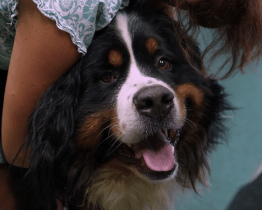 Veterinární pohotovost ve Vsetíně skončila kvůli zneužívání jejích služeb