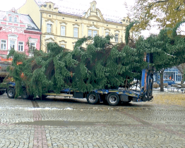 Hledají se vánoční stromy pro dvě náměstí