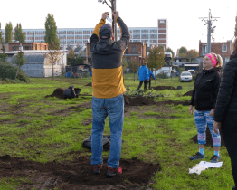 Lokalita Náplava na Baťově má 28 nových stromů