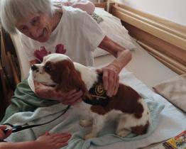 Canisterapii ve Vizovicích nově poskytuje dvouletá kavalírka Deisi