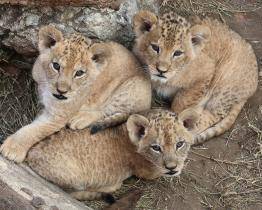 Lví trojlístek už mohou v hodonínské zoo sledovat i návštěvníci 