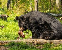 Medvěd Jiří už se zabydluje v ostravské zoo. Transport v bedně zvládl na jedničku
