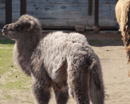 Nejnovějším přírůstkem v hodonínské zoo je mládě velblouda dvouhrbého