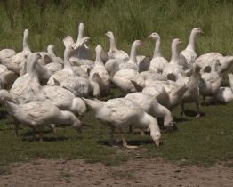 Ve Stříteži nad Bečvou najdete nejlepší Ekofarmu roku 2025