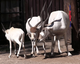 Týden pro pralesy věnovala zoo šelmám, hadům i antilopám