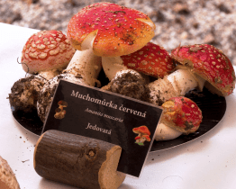 Rekordní výstava hub přilákala na Salaš stovky návštěvníků