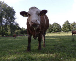 Jogurt s příchutí hrušky a skořice okouzlil porotu Zlínského kraje