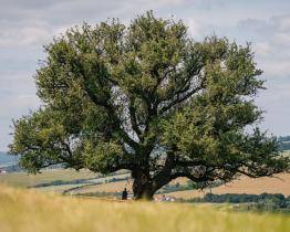Památná hrušeň z Míkovic je v superfinále soutěže Strom roku 2025. O vítězi můžete hlasovat do 5. října