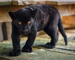 Zlínská zoo chystá křest jaguáří princezny. O jménu rozhodují fanoušci