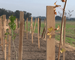 Veselí nad Moravou vysadí skoro osm tisíc dřevin