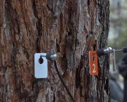 Den stromů ukázal metody péče o dřeviny ve městě