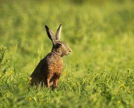 Myxomatóza zajíců se objevila ve Zlínském kraji. Jeden případ hlásí Ostrožská Nová Ves