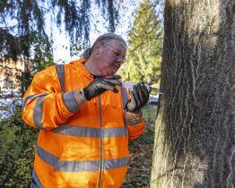 Baťova nemocnice začala ve svém areálu s likvidací nebezpečného pajasanu